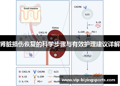 肾脏损伤恢复的科学步骤与有效护理建议详解